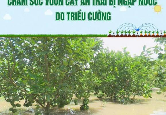 Chăm sóc vườn cây ăn trái bị ngập nước do triều cường